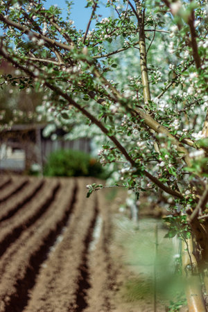 Blooming apple tree in the spring garden. Close up of white flowers on a treeの写真素材