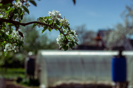 Blooming apple tree in the spring garden. Close up of white flowers on a treeの写真素材