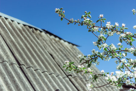 Blooming apple tree in the spring garden. Close up of white flowers on a treeの写真素材