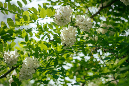 White flower locust blooming in the city peak spring urban scene decorative treeの写真素材