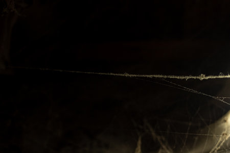 cobweb in the light of a lantern in a dark, scary, damp room not far from the exit to the street, a spider hid to attack its victim, horrorの写真素材