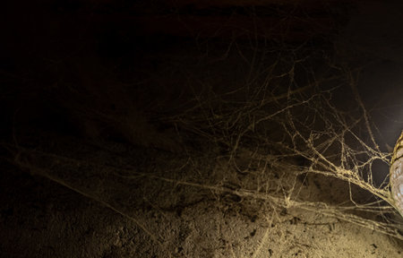 cobweb in the light of a lantern in a dark, scary, damp room not far from the exit to the street, a spider hid to attack its victim, horrorの写真素材