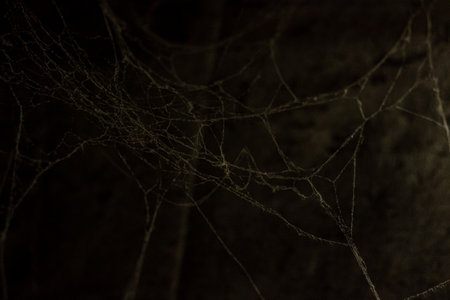 cobweb in the light of a lantern in a dark, scary, damp room not far from the exit to the street, a spider hid to attack its victim, horrorの写真素材