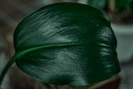 Lush green tropical plant leaf closeupの写真素材