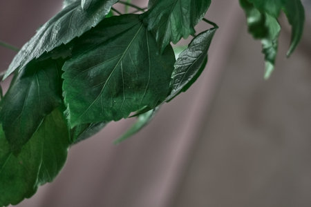 Lush green plant leaves with textured surface against blurred backgroundの写真素材