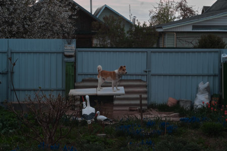 dog in summer in nature.の写真素材