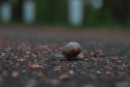 A close-up photo of a large snail crawling on the ground