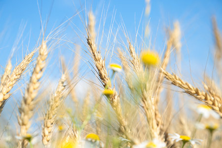 Field of wheat and daisies on a background of blue skyの写真素材