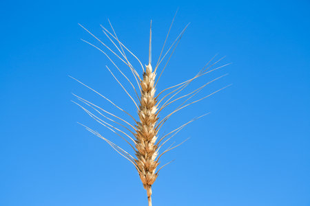spikelets of wheat against the blue sky, closeup of photoの写真素材