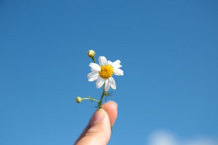 white daisy flower in hand on blue sky background, soft focusの写真素材