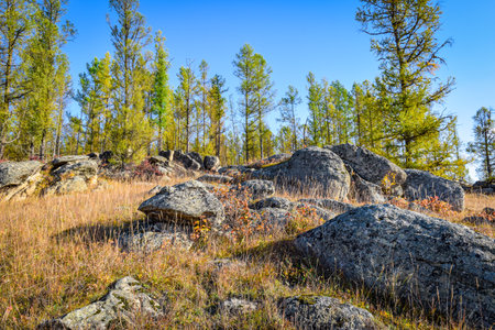 Landscape with rocks and pine trees in Khakassia, Siberia, Russia, Stone Park, Shirinsky Pillars, July Stone Parkの写真素材