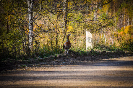Wild duck on the road in the forest. Autumn. Toned. Khakassia, Siberia, Russia, Stone Park, Shirinsky Pillars, July Stone Parkの写真素材
