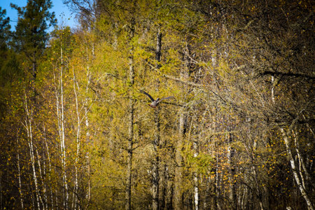 Eagle flies over the forest in autumn. Birds in nature. Khakassia, Siberia, Russia, Stone Park, Shirinsky Pillars, July Stone Parkの写真素材