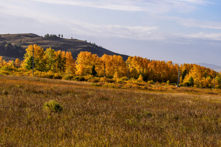 Autumn landscape with yellowed aspen trees on the hillside. Khakassia, Siberia, Russia, Stone Park, Shirinsky Pillars, July Stone Parkの写真素材