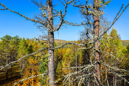 Autumn landscape in the taiga of the Khakassia, Siberia, Russia, Stone Park, Shirinsky Pillars, July Stone Parkの写真素材