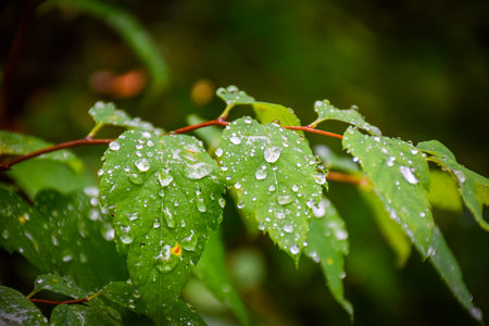 Water droplets on the green leaves of a maple tree after the rain. Khakassia, Siberia, Russia