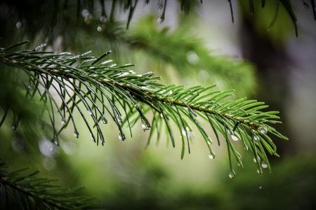Raindrops on the branches of a coniferous tree after rain. Khakassia, Siberia, Russiaの写真素材