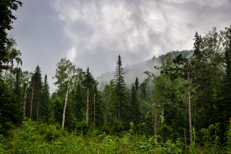 Mountain landscape with coniferous forest on a cloudy day. Khakassia, Siberia, Russia,の写真素材