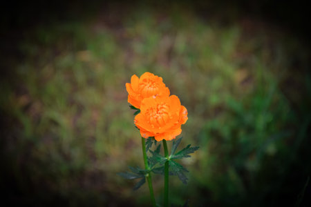 Orange flower on a background of green grass. Toned photo. Khakassia, Siberia, Russiaの写真素材