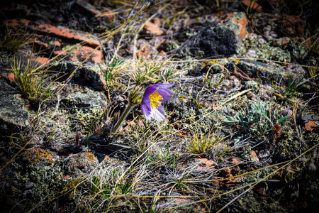 Pulsatilla patens (Pulsatilla patens) on the ground. Khakassia, Siberia, Russia, Sahsyr