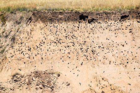 Huge flock of crows sitting on the edge of a cliff. Russia, Krasnoyarsk Territory, Siberiaの写真素材