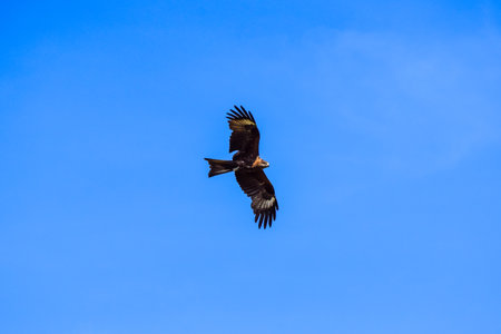 Black kite (Milvus migrans) flying in the blue sky. Krasnoyarsk Territory, Siberia, Russia