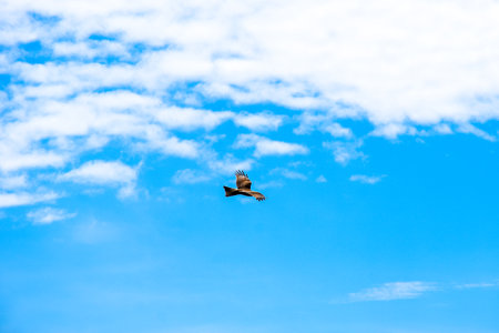 Bird of prey flying in the blue sky with white clouds on the background. Paleovolcano surroundings, Khakassia, Siberia, Russiaの写真素材