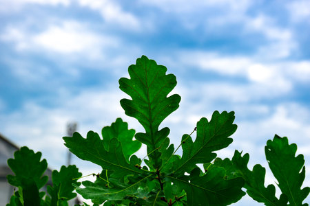Green oak leaves on a background of blue sky with clouds, close-up