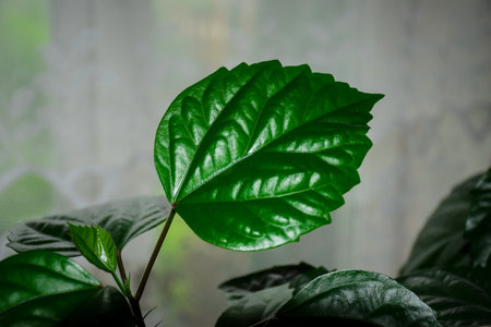 Green leaves of hibiscus in a pot on the windowsillの写真素材