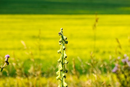 Green grass in the meadow, Khakassia, Siberia, Russiaの写真素材