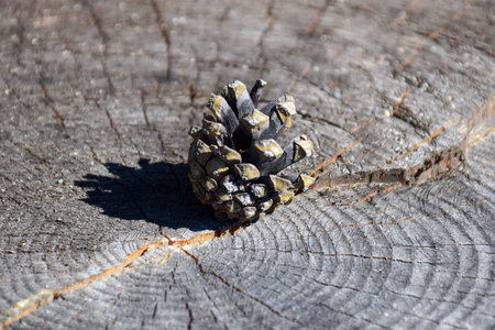 Pine cone on a wooden background. Close-up. Selective focus. Khakassia, Siberia, Russia