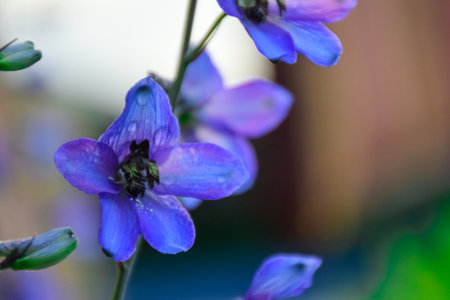 Blue delphinium flowers in the garden. Selective focus. Khakassia, Siberia, Russiaの写真素材