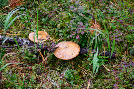 Mushrooms grow in the forest among green grass and bushes. Ergaki Nature Park, Russia, Krasnoyarsk...