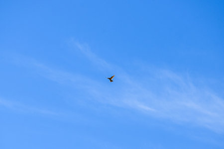 Bird flying in the blue sky, closeup photo with selective focus. Khakassia, Siberia, Russia