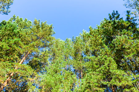 Pine trees against the blue sky, natural background, nature. Krasnoyarsk Territory, Siberia, Russia