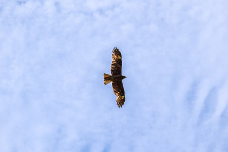 A Black Kite in flight with a blue sky in the background. Khakassia, Siberia, Russiaの写真素材