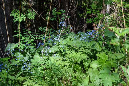 blue flowers on a background of green foliage in the forest in summer. Khakassia, Siberia, Russiaの写真素材