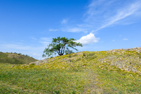 Lonely tree on the hillside with green grass and blue sky.Khakassia, Siberia, Russia, Sahsyrの写真素材
