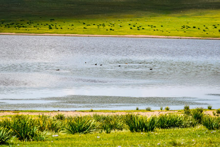Ducks on the shore of a lake in the grassland. Khakassia, Siberia, Russia, Sahsyrの写真素材
