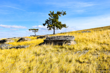 Lonely tree on a hillside with dry grass under a blue sky Khakassia, Siberia, Russiaの写真素材