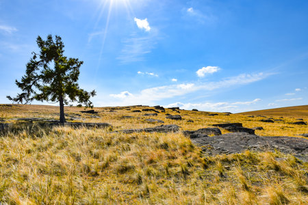 Lonely tree on a hillside with dry grass and blue sky Khakassia, Siberia, Russiaの写真素材