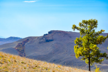 Lonely tree on a hillside against the blue sky. Khakassia, Siberia, Russia