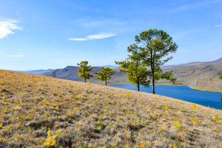 Pine trees on the hillside with blue lake in the background. Khakassia, Siberia, Russiaの写真素材