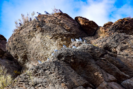 Seagulls sitting on a rock in the desert of Khakassia, Siberia, Russiaの写真素材