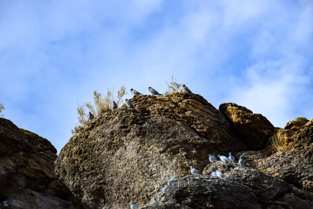 Group of seagulls resting on the rocks in the mountains. Khakassia, Siberia, Russiaの写真素材
