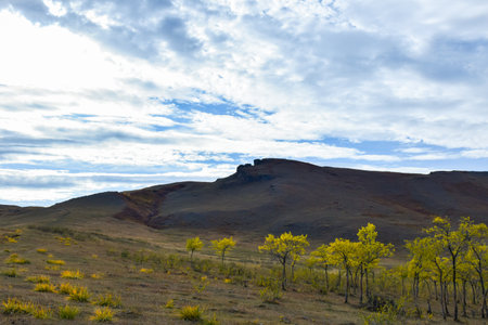 Trees in the steppe on a background of blue sky with clouds. Khakassia, Siberia, Russia