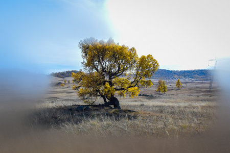 Autumn landscape with yellow trees and blue sky in the steppe. Khakassia, Siberia, Russiaの写真素材