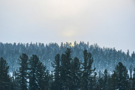 Foggy winter landscape with snow covered pine trees and sun. Ergaki Nature Park, Russia, Krasnoyarsk Territory, Siberiaの写真素材