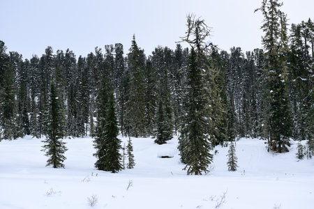 Snowy winter landscape with coniferous forest and blue sky. Ergaki Nature Park, Russia, Krasnoyarsk...