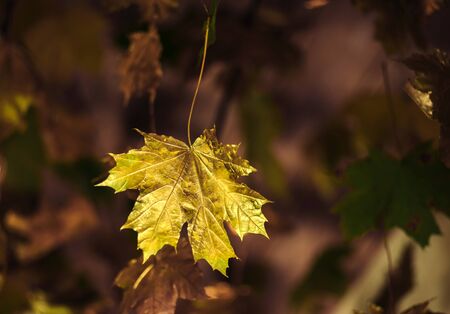 Maple leave painted in gold paint hanging from the ceiling